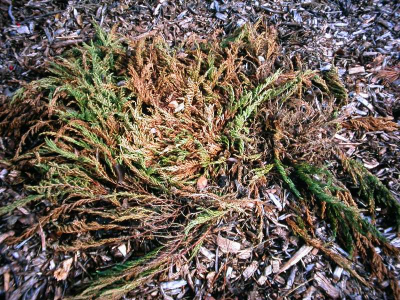 Signs Of Overwatering Once identified, overwatered plants can still